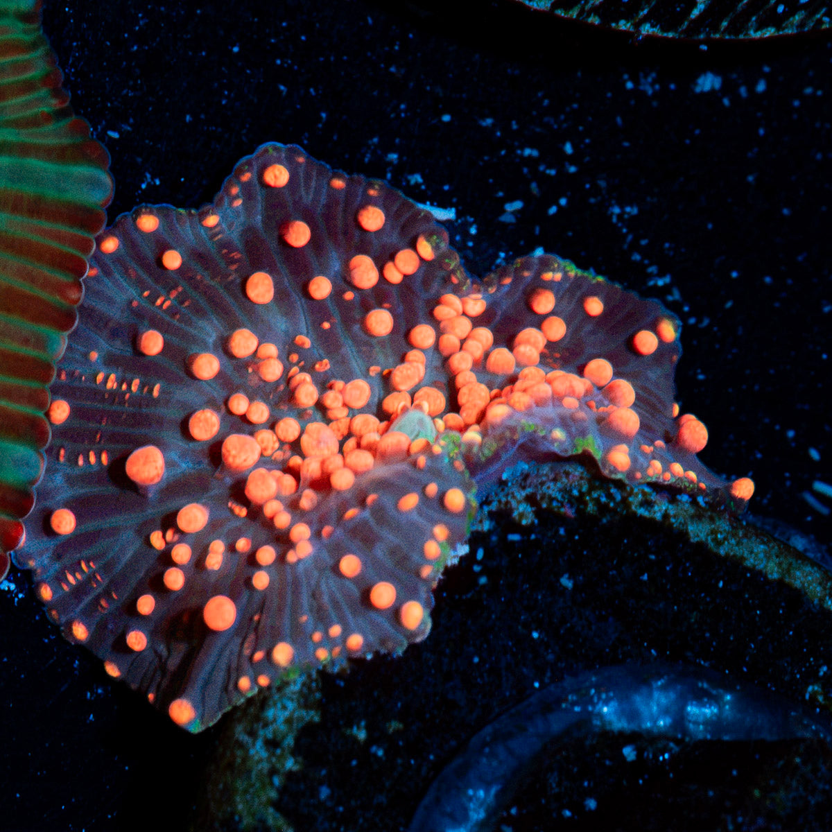 Lava Lamp Mushroom Coral with mushroom disc in reef aquarium