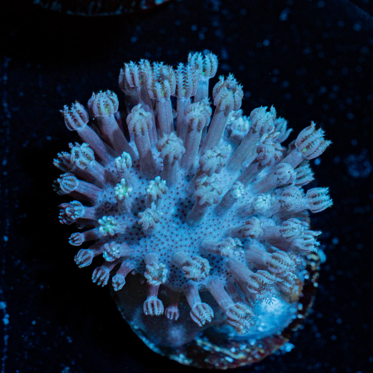 Classic Toadstool Leather Coral with smooth cap in reef aquarium