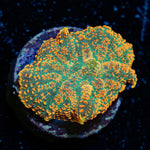Charizard Mushroom Coral with orange mushroom disc in reef aquarium
