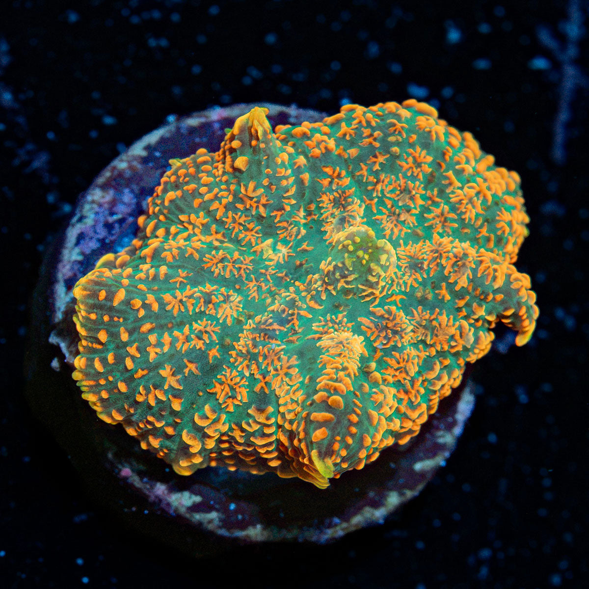 Charizard Mushroom Coral with orange mushroom disc in reef aquarium