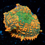 Charizard Mushroom Coral with orange mushroom disc in reef aquarium