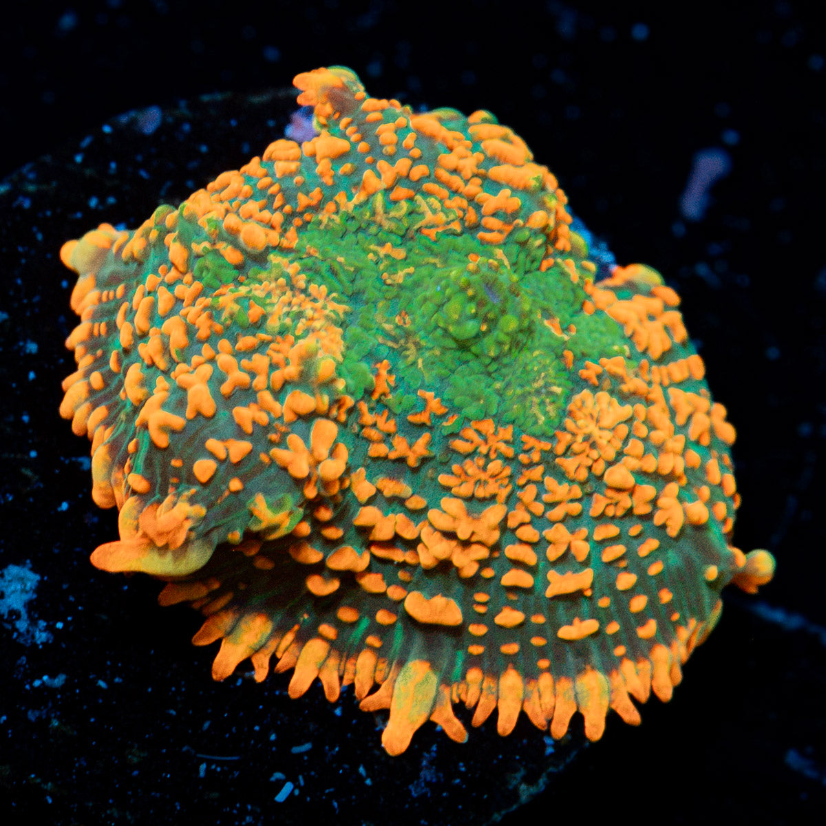 Charizard Mushroom Coral with orange mushroom disc in reef aquarium