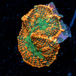 Charizard Mushroom Coral with orange mushroom disc in reef aquarium