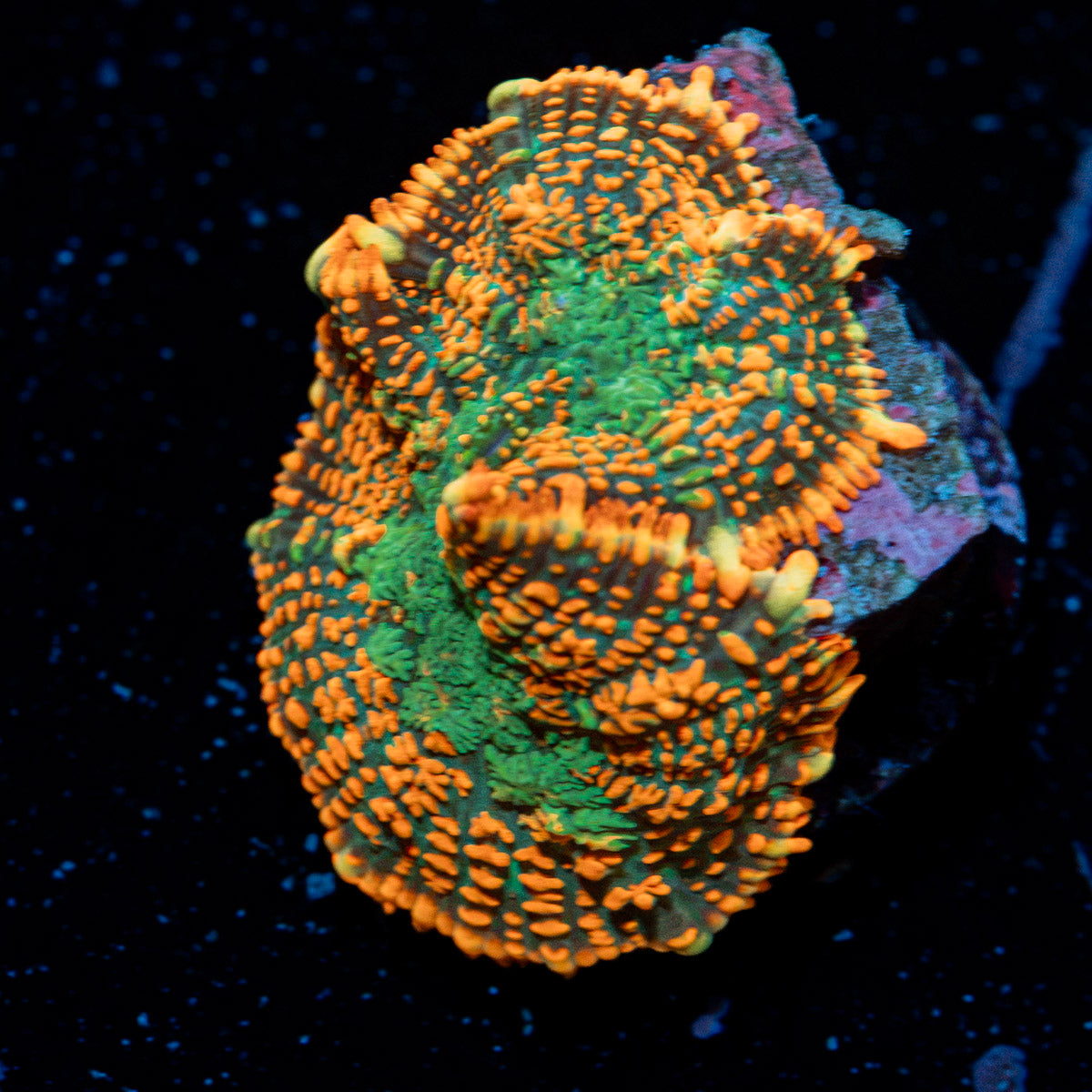 Charizard Mushroom Coral with orange mushroom disc in reef aquarium