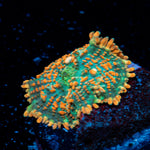 Charizard Mushroom Coral with orange mushroom disc in reef aquarium