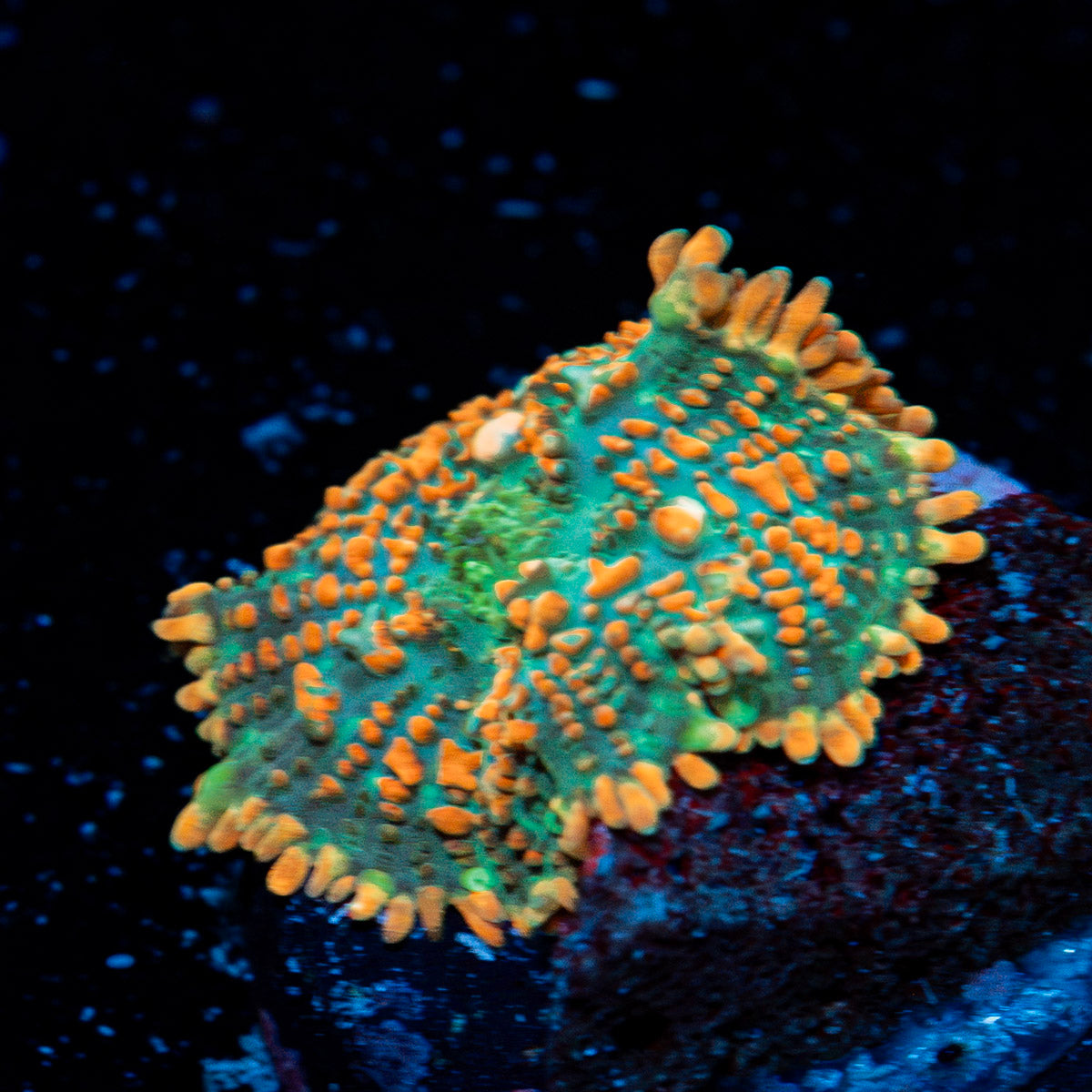 Charizard Mushroom Coral with orange mushroom disc in reef aquarium
