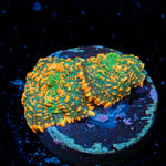 Charizard Mushroom Coral with orange mushroom disc in reef aquarium