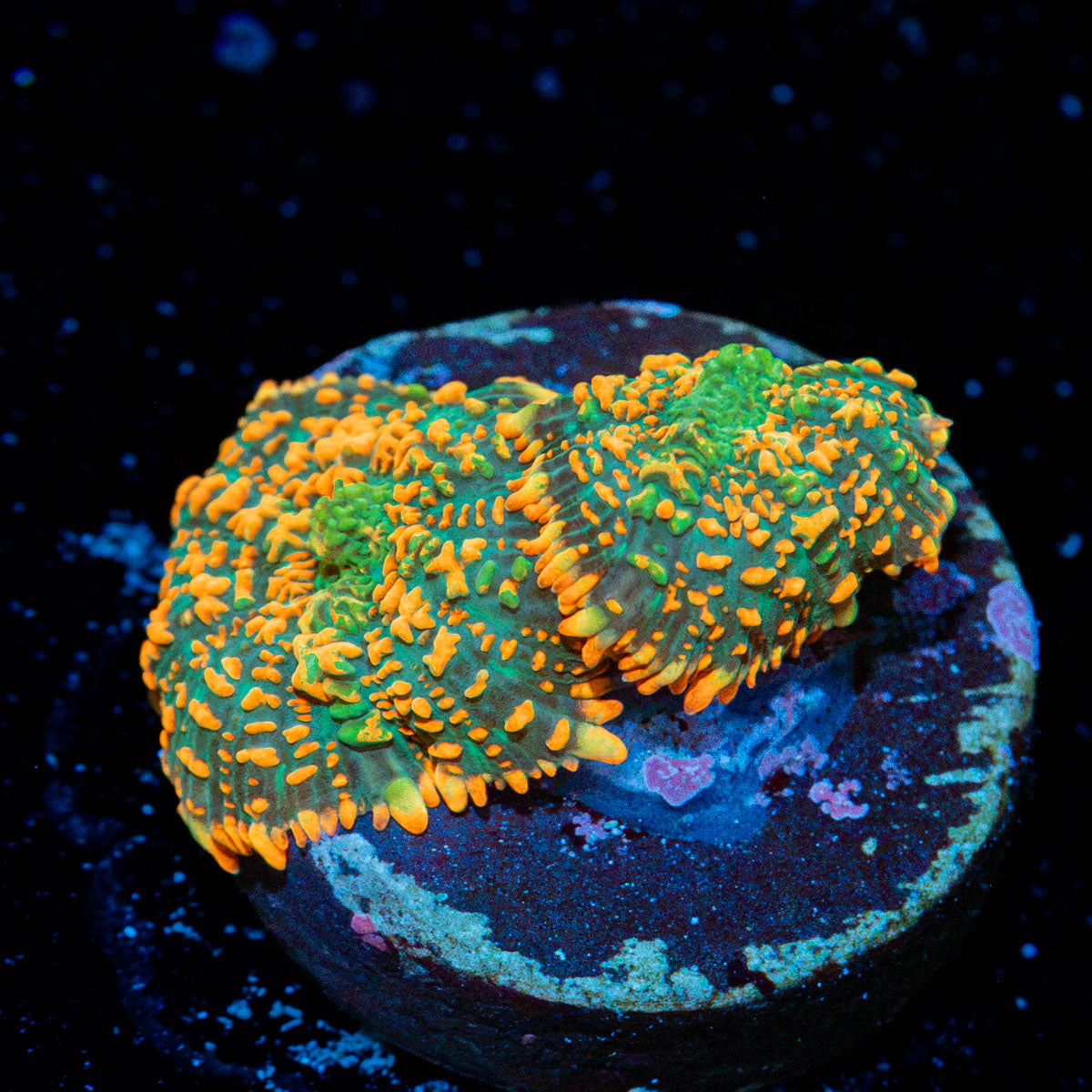 Charizard Mushroom Coral with orange mushroom disc in reef aquarium