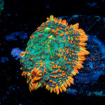 Charmander Mushroom Coral with orange mushroom disc in reef aquarium