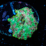 Pink Confetti Mushroom Coral with mushroom disc in reef aquarium