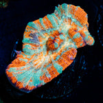Tsunami Wilsoni Coral with fleshy open polyp in reef aquarium