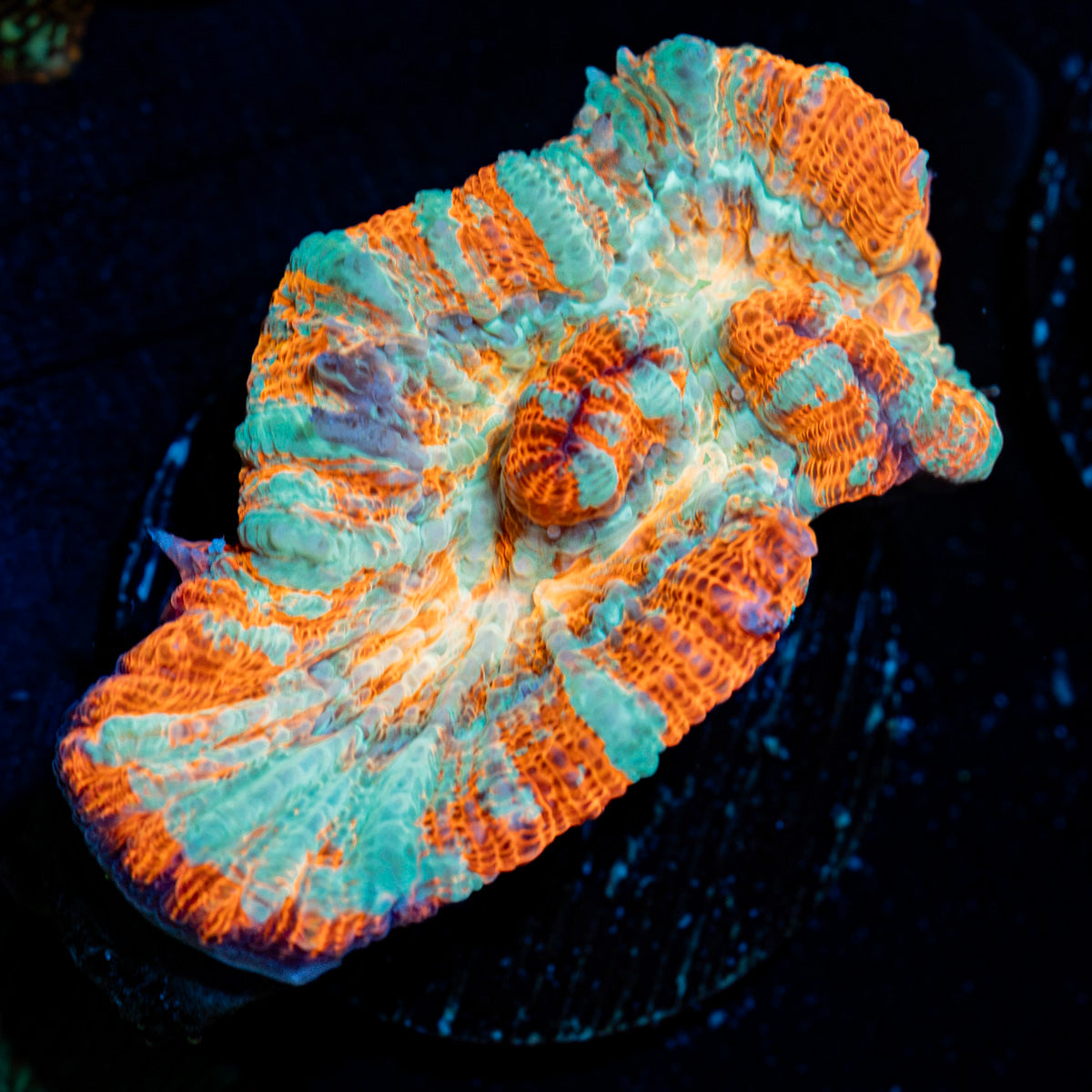 Tsunami Wilsoni Coral with fleshy open polyp in reef aquarium