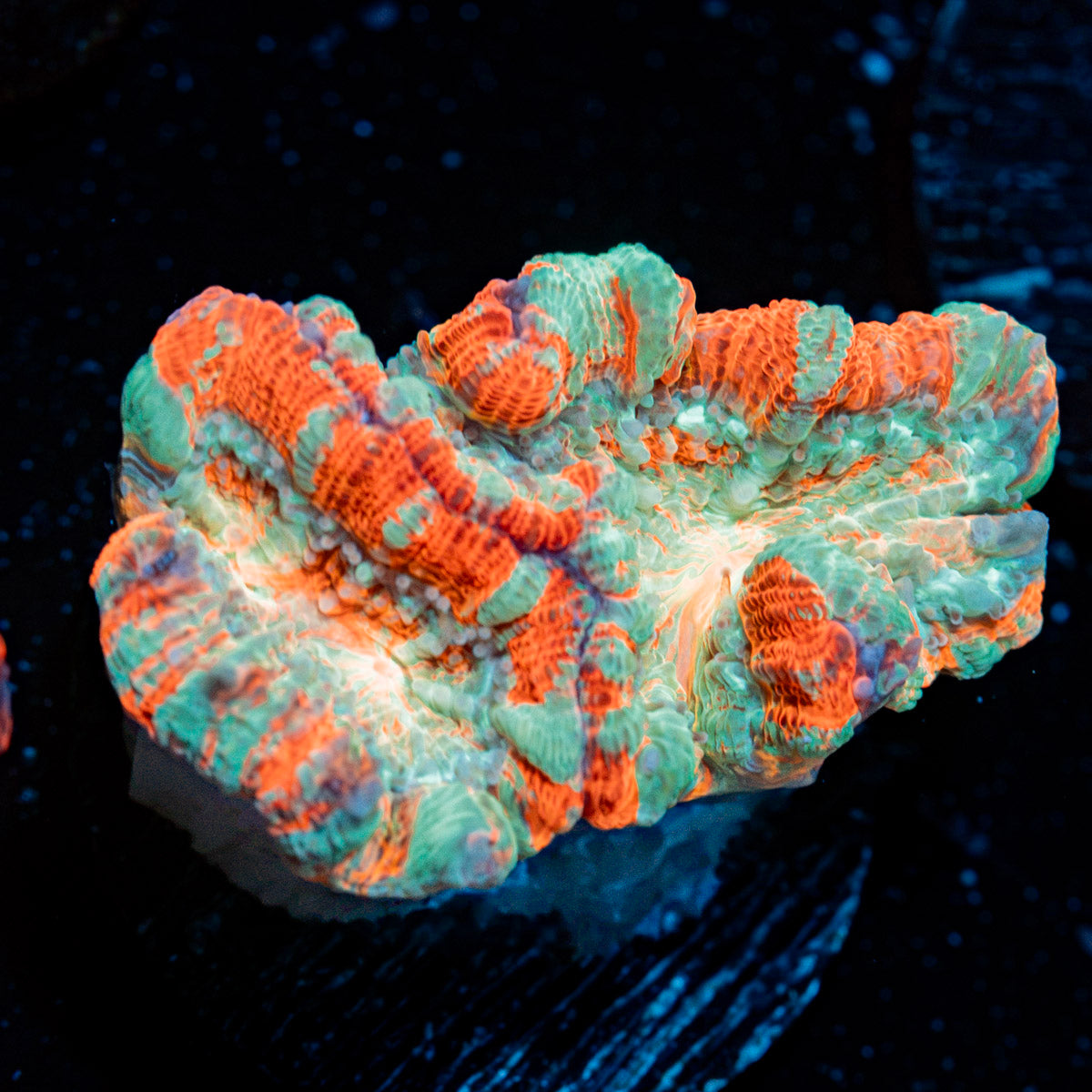 Tsunami Wilsoni Coral with fleshy open polyp in reef aquarium
