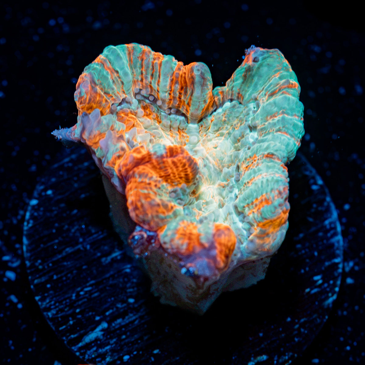 Tsunami Wilsoni Coral with fleshy open polyp in reef aquarium