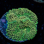 Green Ricordea Mushroom Coral with mushroom disc in reef aquarium