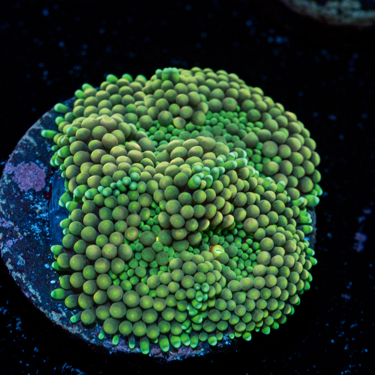 Green Ricordea Mushroom Coral with mushroom disc in reef aquarium