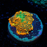 Charizard Mushroom Coral with distinctive mushroom disc in reef aquarium