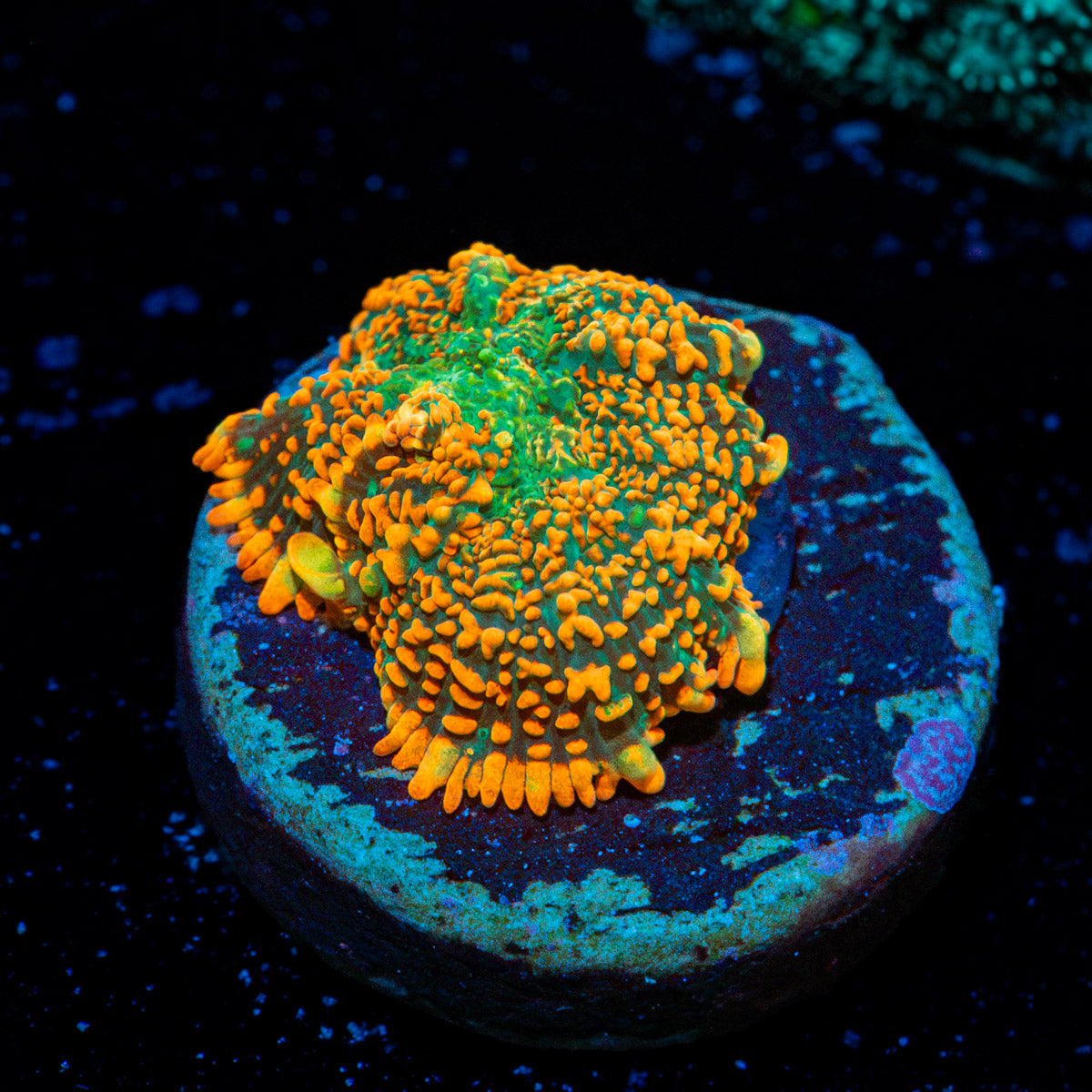 Charizard Mushroom Coral with distinctive mushroom disc in reef aquarium