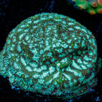 Thin Mint Mushroom Coral with mushroom disc in reef aquarium