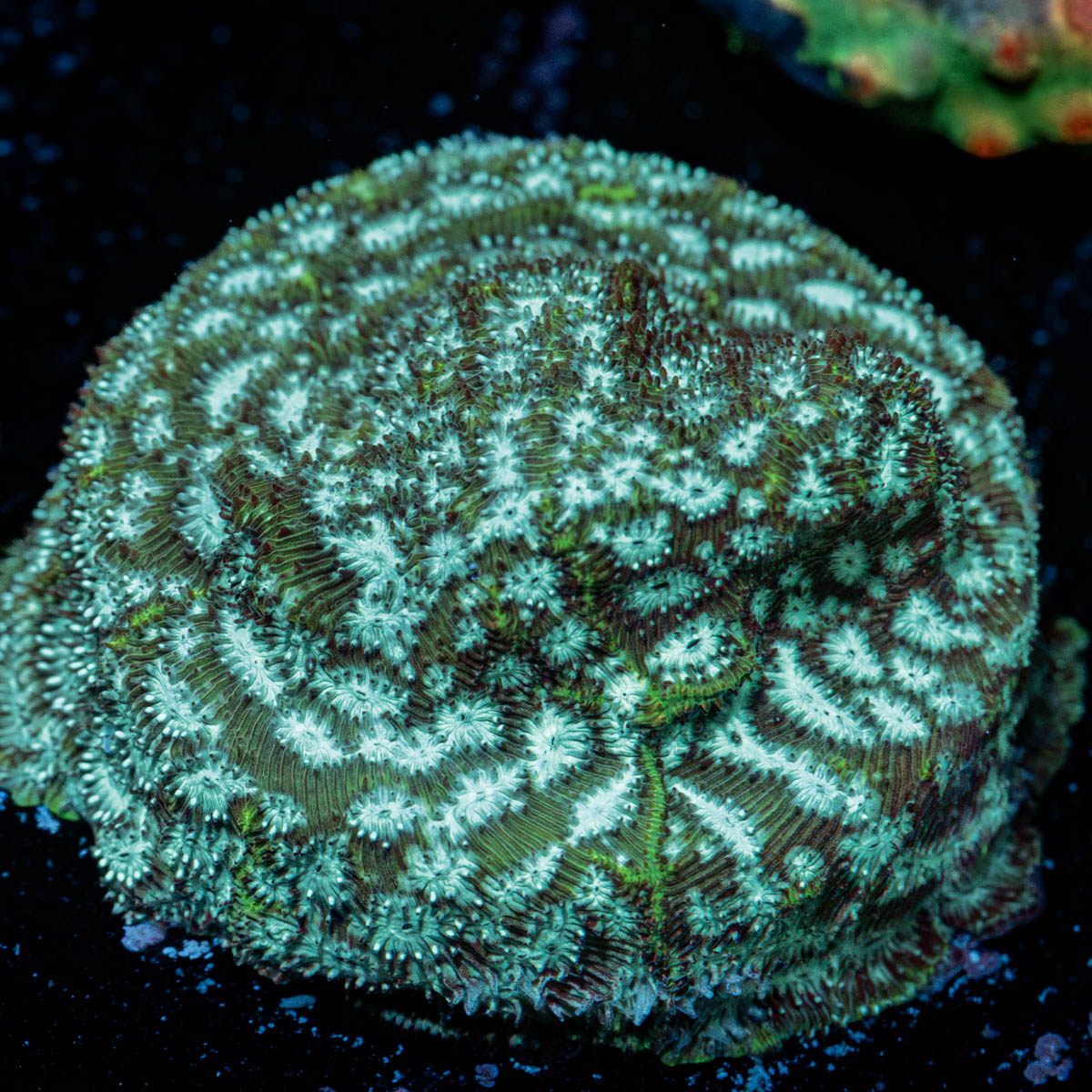 Thin Mint Mushroom Coral with mushroom disc in reef aquarium
