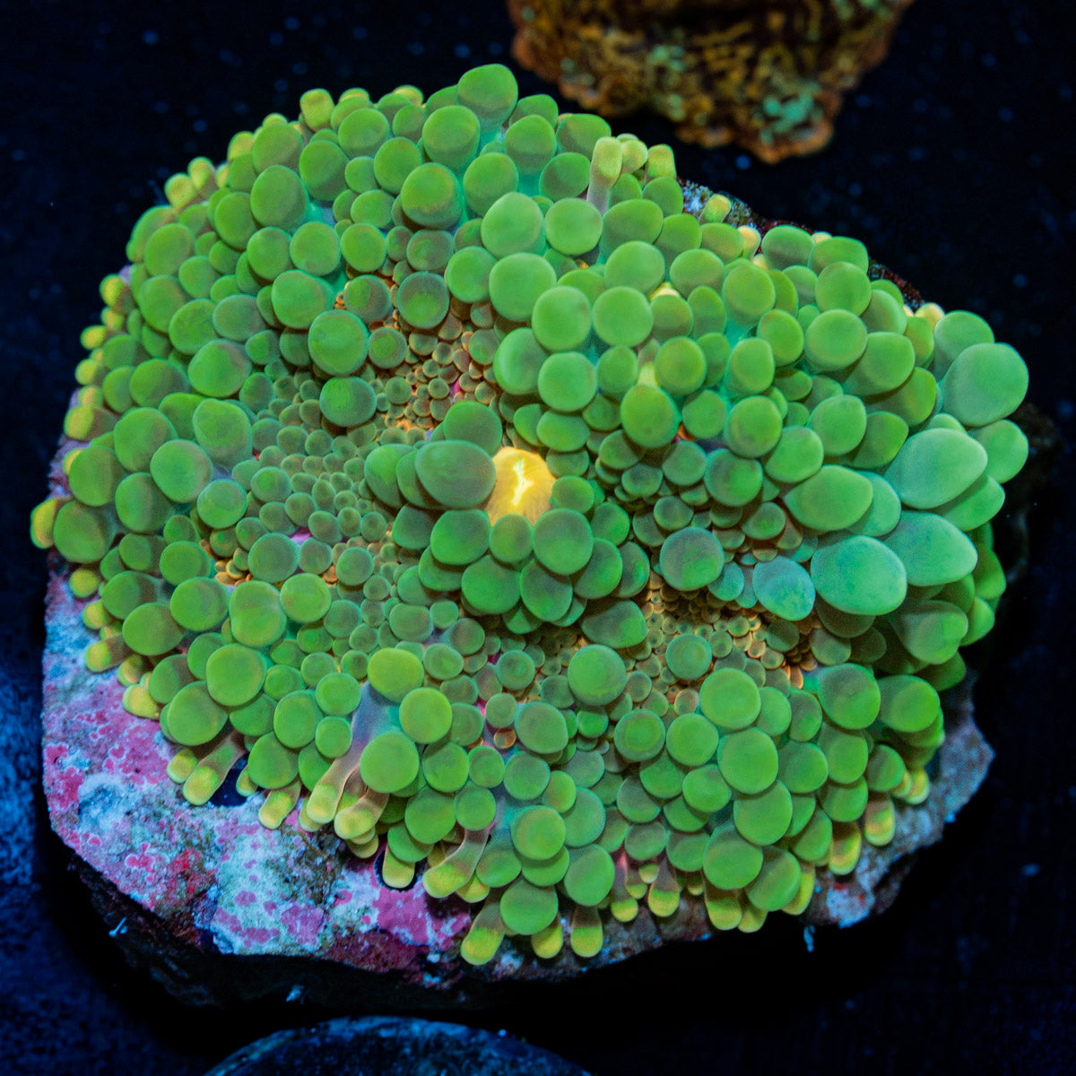 Yuma Mushroom Coral with textured mushroom disc in reef aquarium