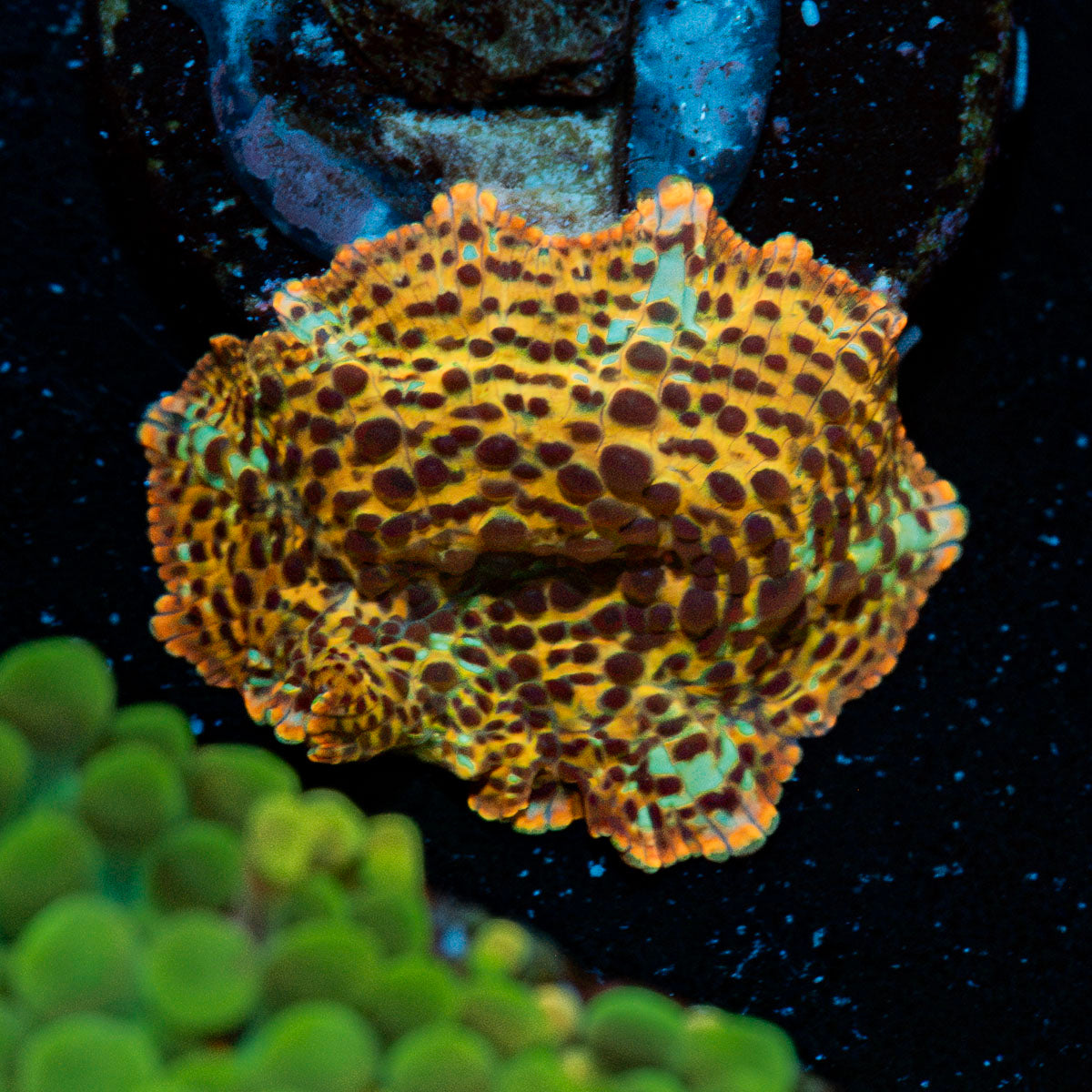 Leopard Print Mushroom Coral with distinct mushroom disc in reef aquarium