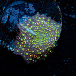 Rainbow Interstellar Mushroom Coral with colorful mushroom disc in reef aquarium