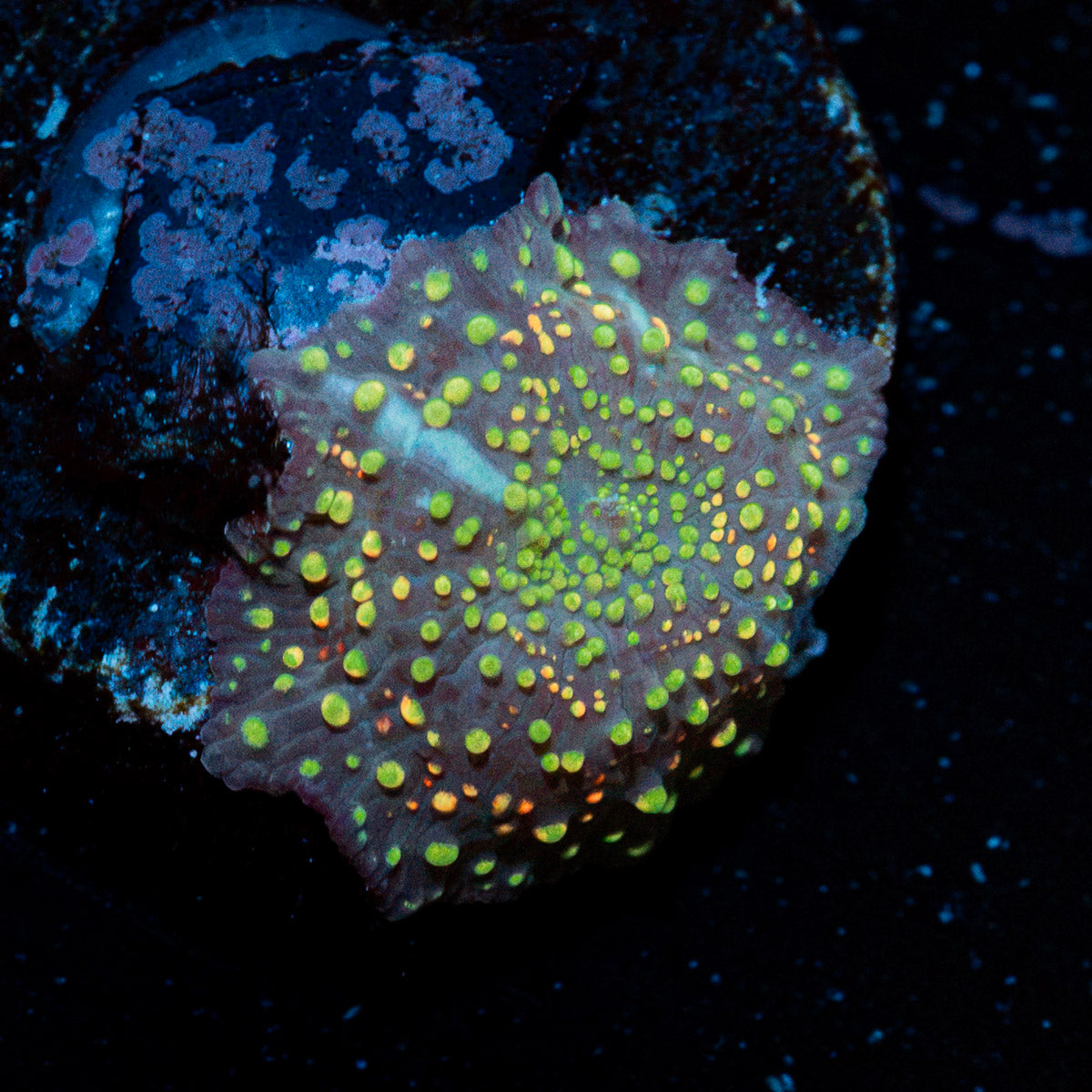 Rainbow Interstellar Mushroom Coral with colorful mushroom disc in reef aquarium