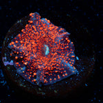 New York Cheesecake Mushroom Coral with mushroom disc in reef aquarium