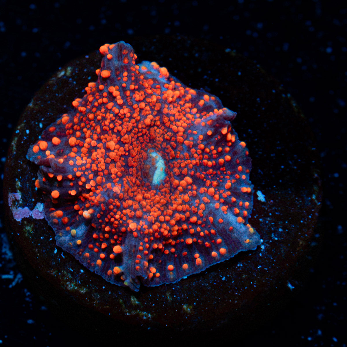 New York Cheesecake Mushroom Coral with mushroom disc in reef aquarium