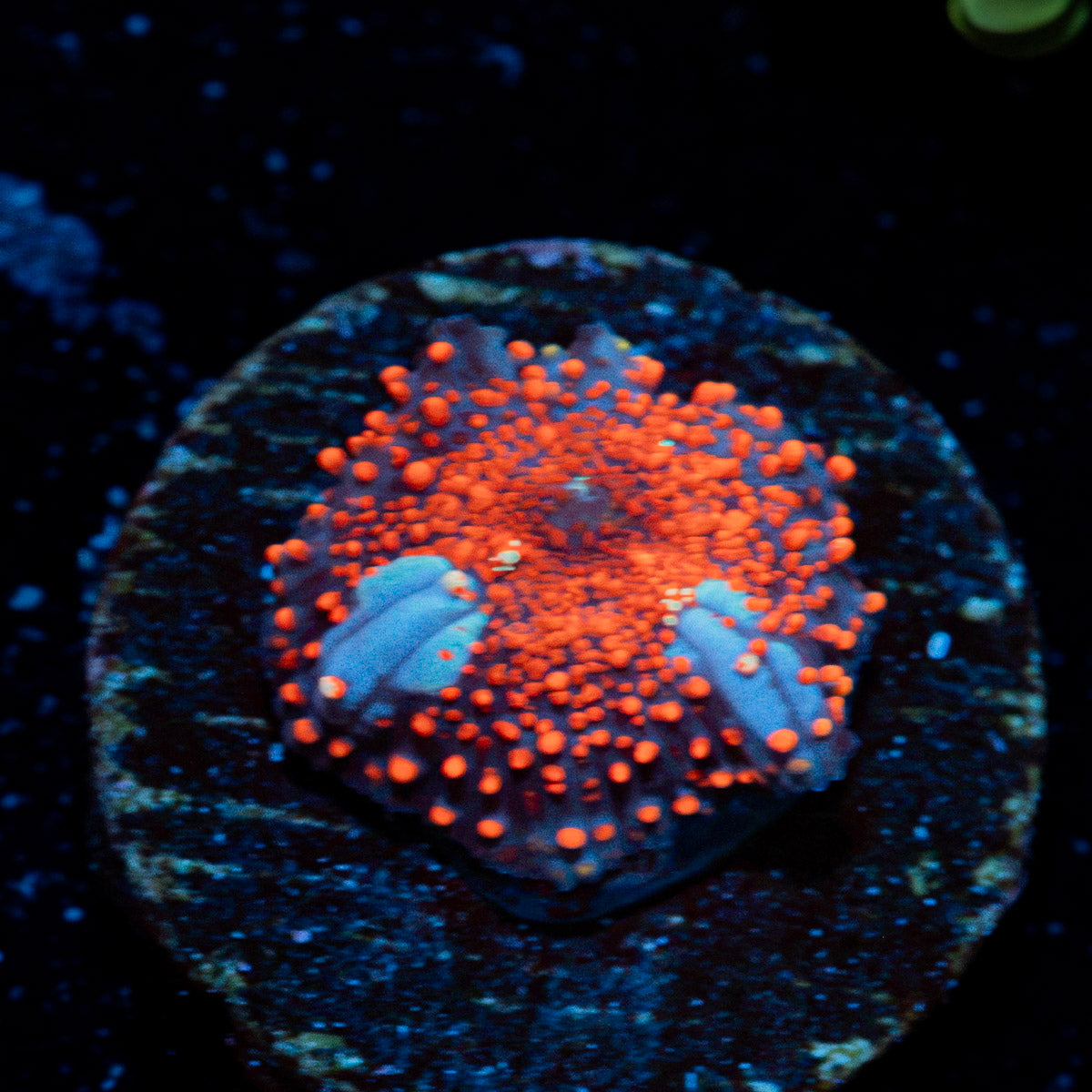 New York Cheesecake Mushroom Coral with distinctive mushroom disc in reef aquarium