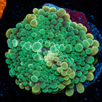 Yuma Mushroom Coral with mushroom disc in reef aquarium