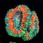 Acan Coral with fleshy polyps in reef aquarium