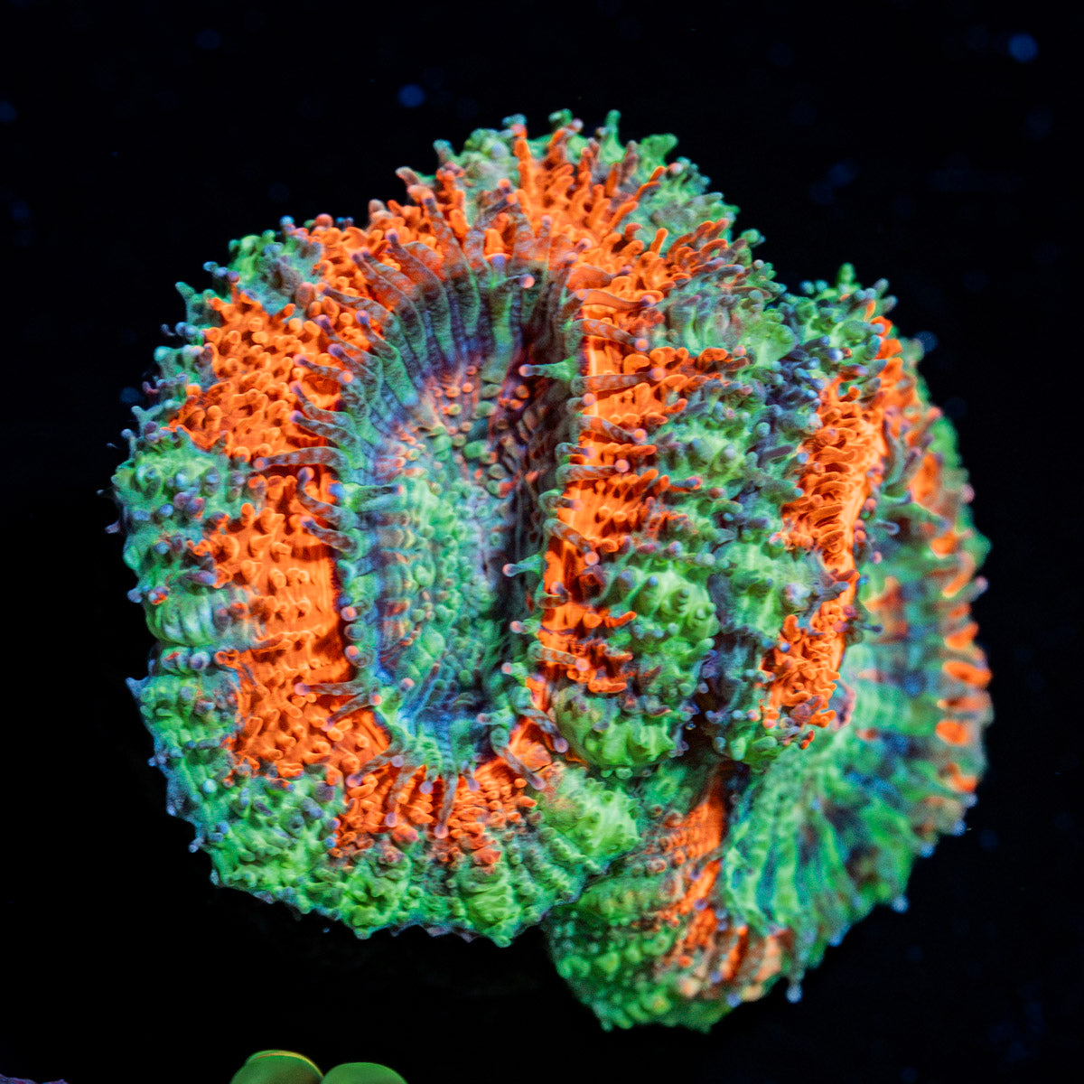 Acan Coral with fleshy polyps in reef aquarium