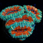 Acan Coral with fleshy polyps in reef aquarium