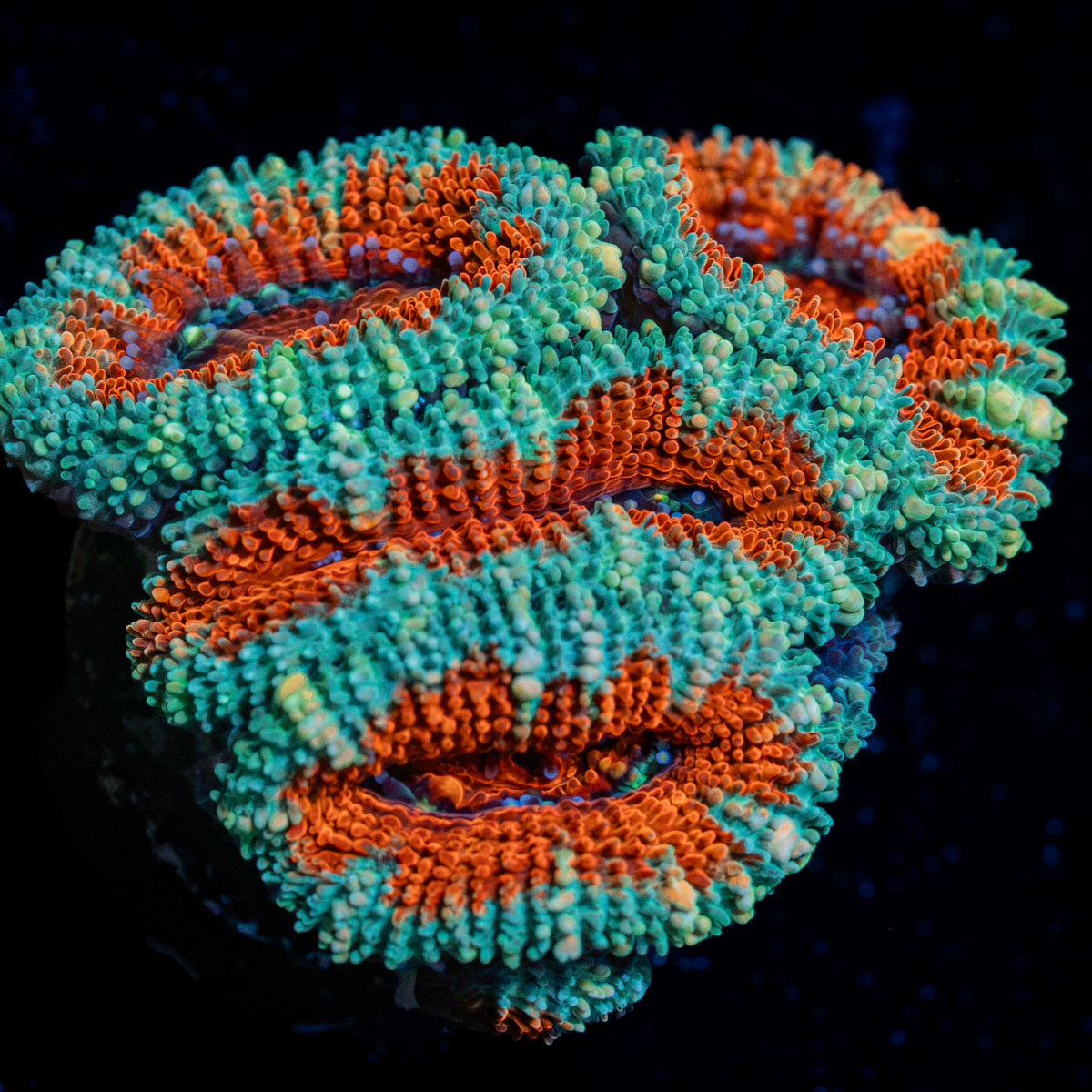 Acan Coral with fleshy polyps in reef aquarium
