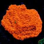 Red Montipora Cap Coral with branching growth in reef aquarium