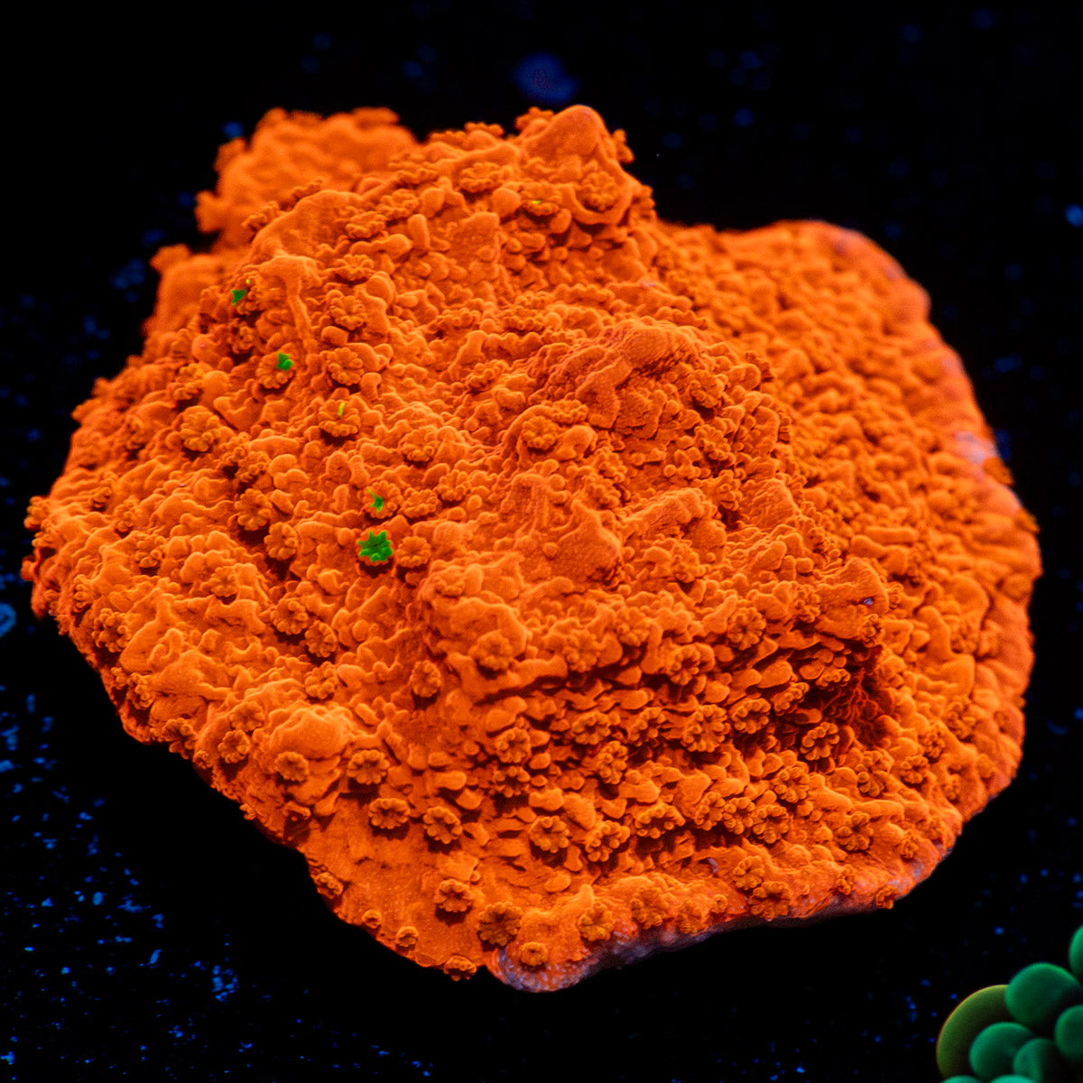 Red Montipora Cap Coral with branching growth in reef aquarium
