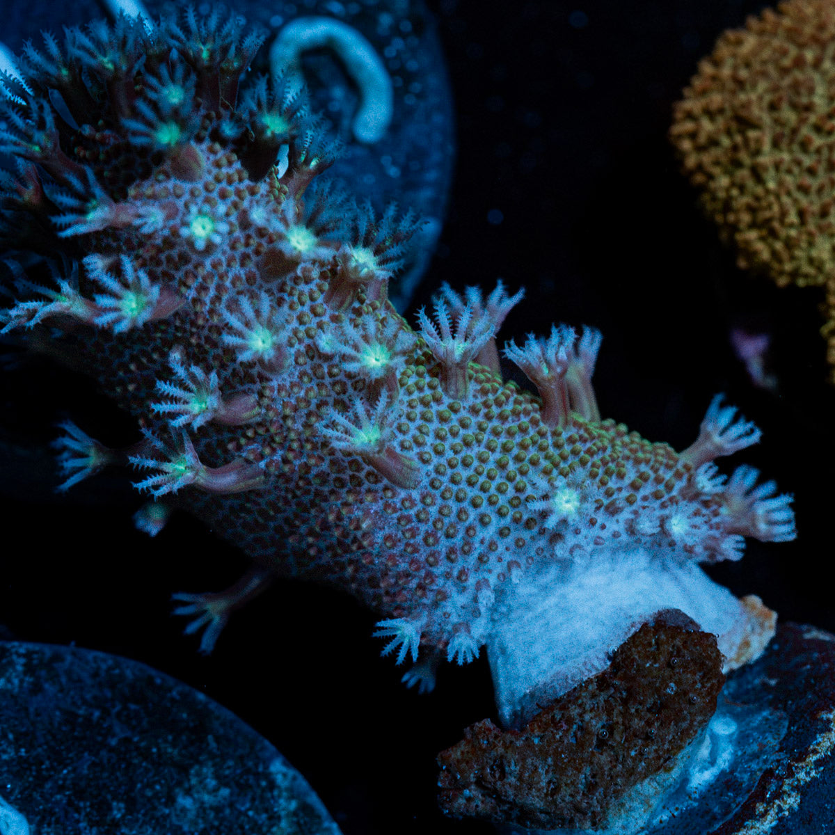 Classic Finger Leather Coral with textured branches in reef aquarium