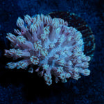 Classic Toadstool Leather Coral with smooth cap in reef aquarium
