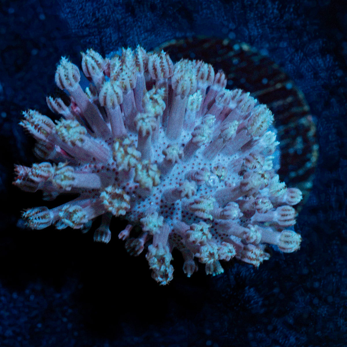 Classic Toadstool Leather Coral with smooth cap in reef aquarium