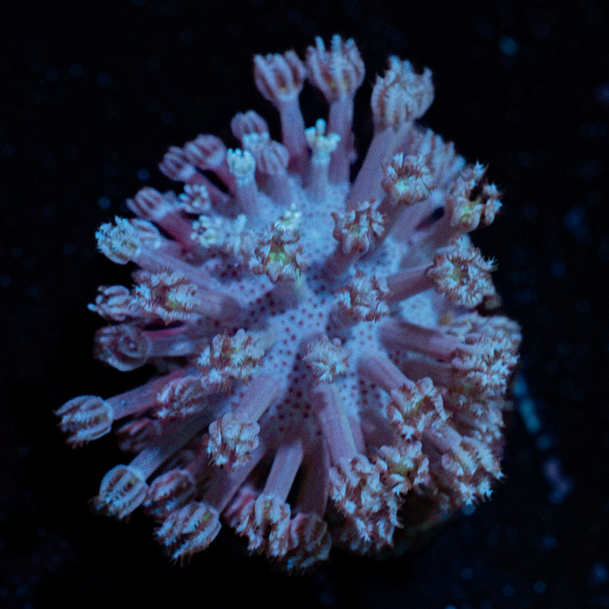 Classic Toadstool Leather Coral with smooth cap in reef aquarium