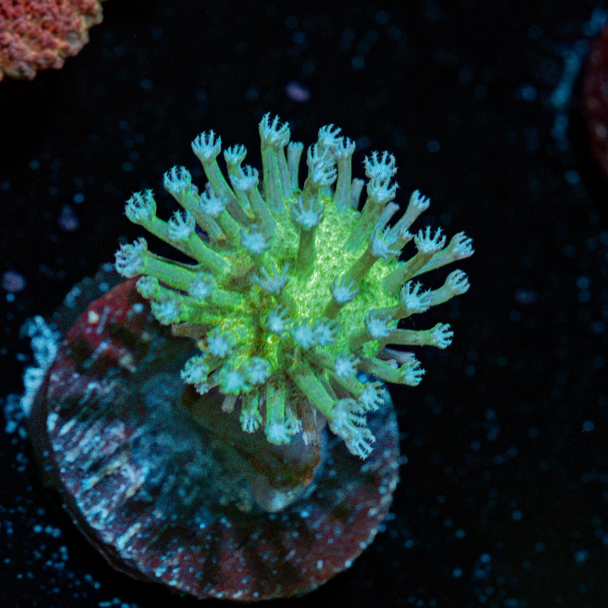 Mountain Dew Toadstool Leather Coral with mushroom disc in reef aquarium