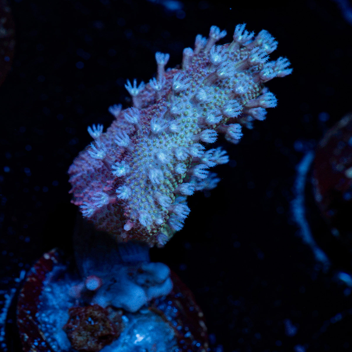 Classic Finger Leather Coral with textured branches in reef aquarium