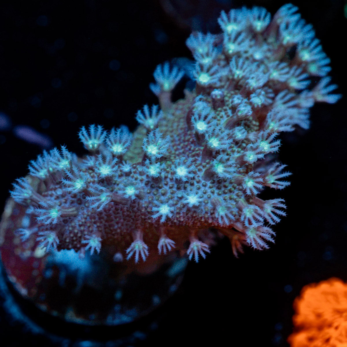 Classic Finger Leather Coral with textured branches in reef aquarium