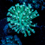Mountain Dew Toadstool Leather Coral in reef aquarium with soft coral texture