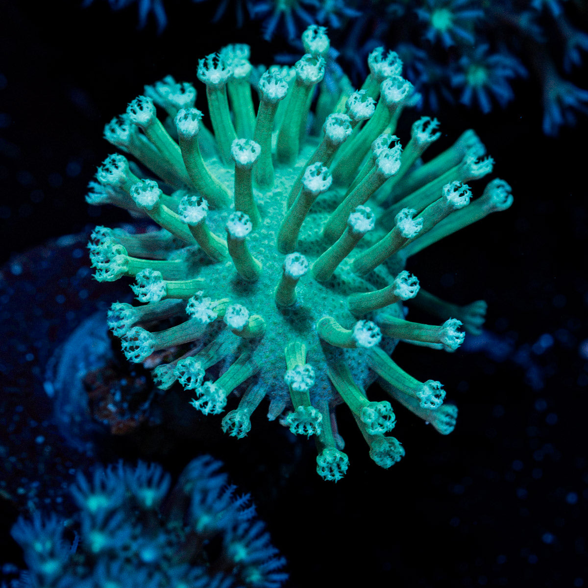 Mountain Dew Toadstool Leather Coral in reef aquarium with soft coral texture