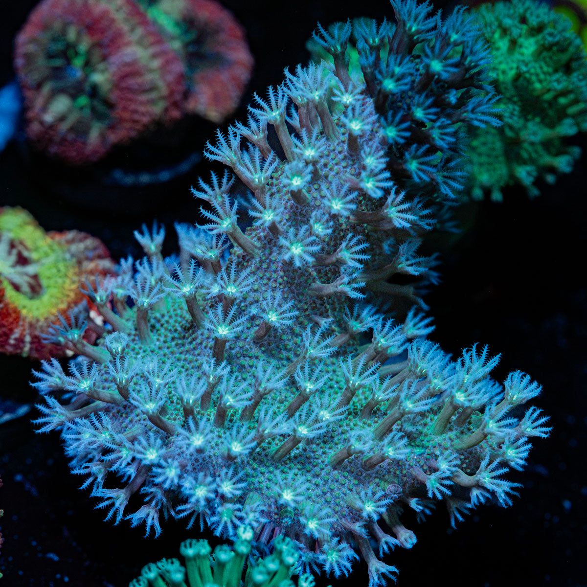 Classic Finger Leather Coral with textured branches in reef aquarium