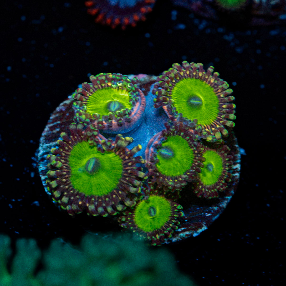 Candy Apple Greens Zoanthid Coral colony growth in reef aquarium