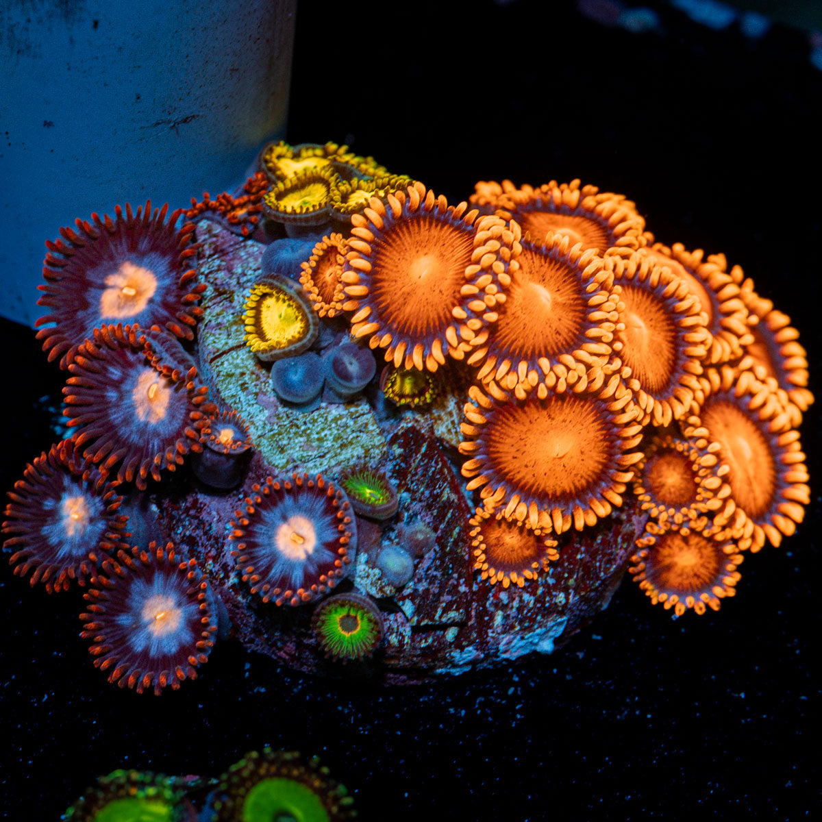 Zoanthid Combo Coral colony growth in reef aquarium